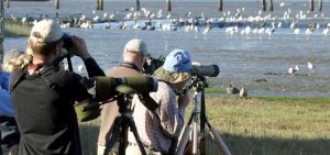 enjoying-wildlife-with-spotting-scopes