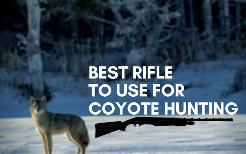 Coyote Hunting